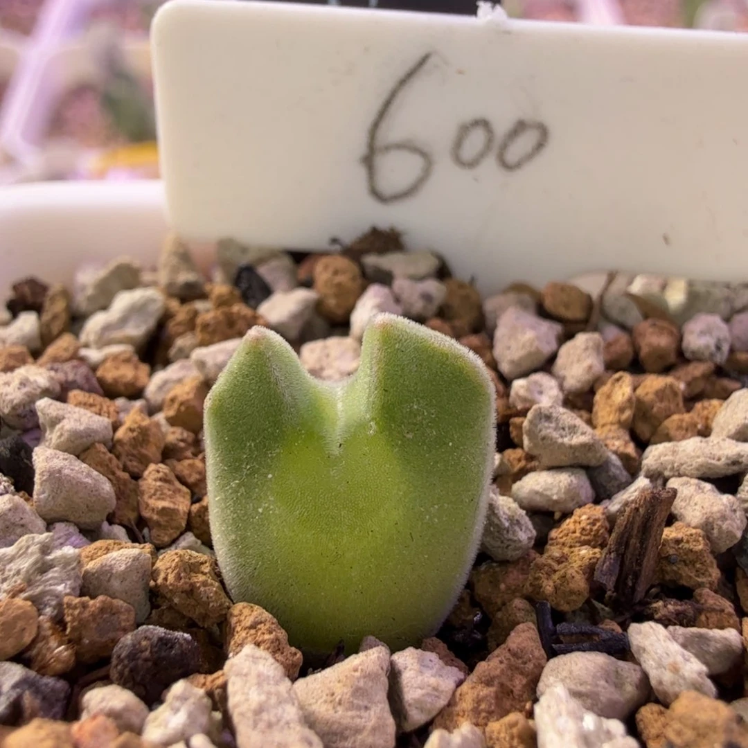 韩国网红大眼睛 11-27-L13