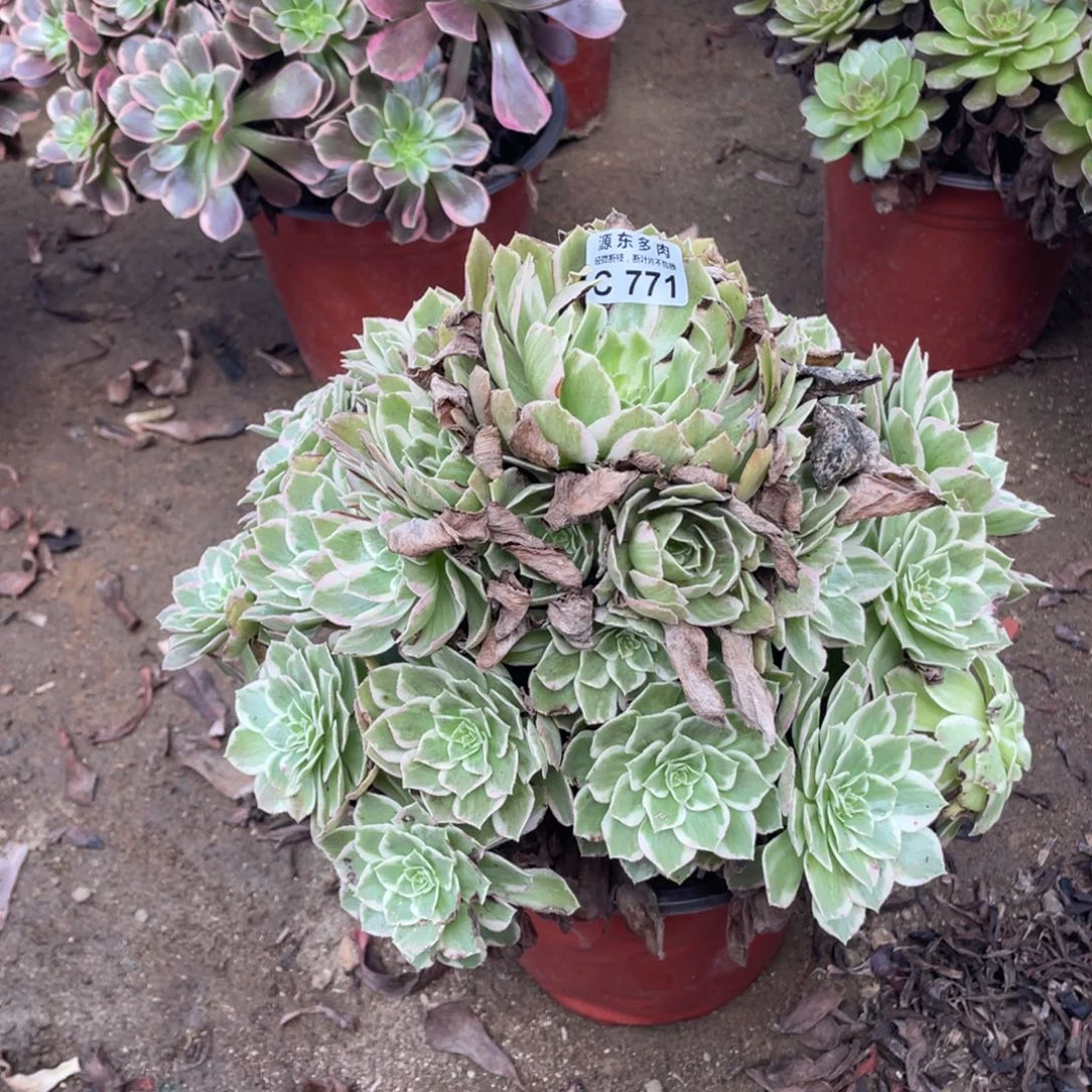 771粉海多肉法师断枝不包