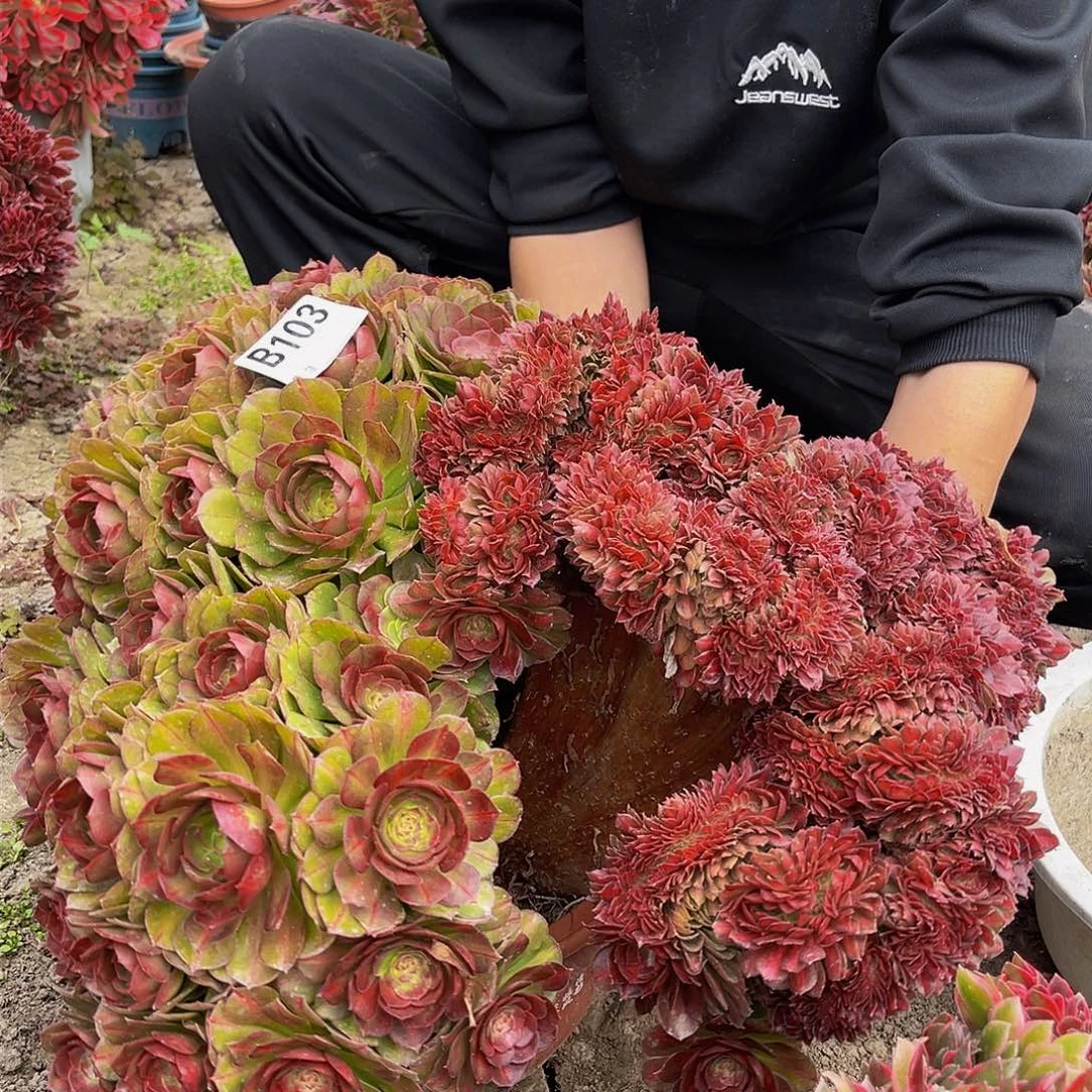 抹茶缀15-29包邮法师