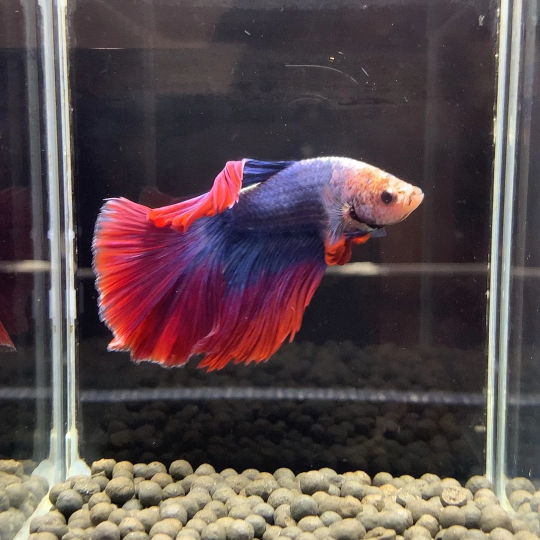 海水鱼七弟泰国斗鱼903