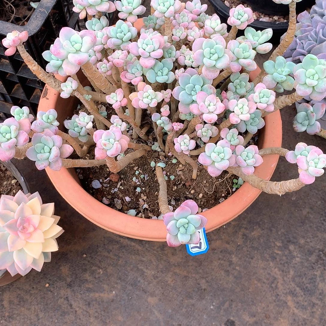 467洛神 一物一拍多肉