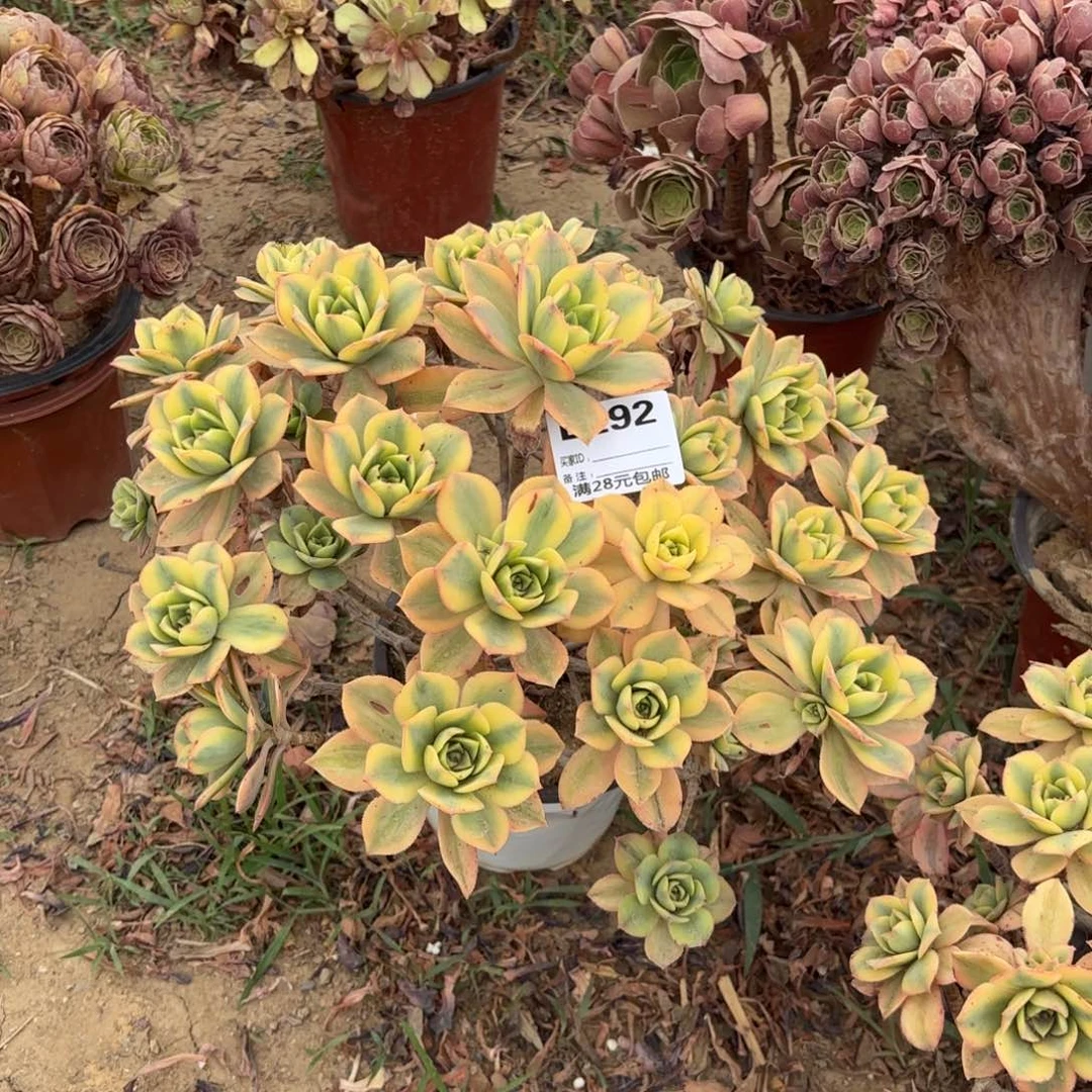 听*292星报多肉植物