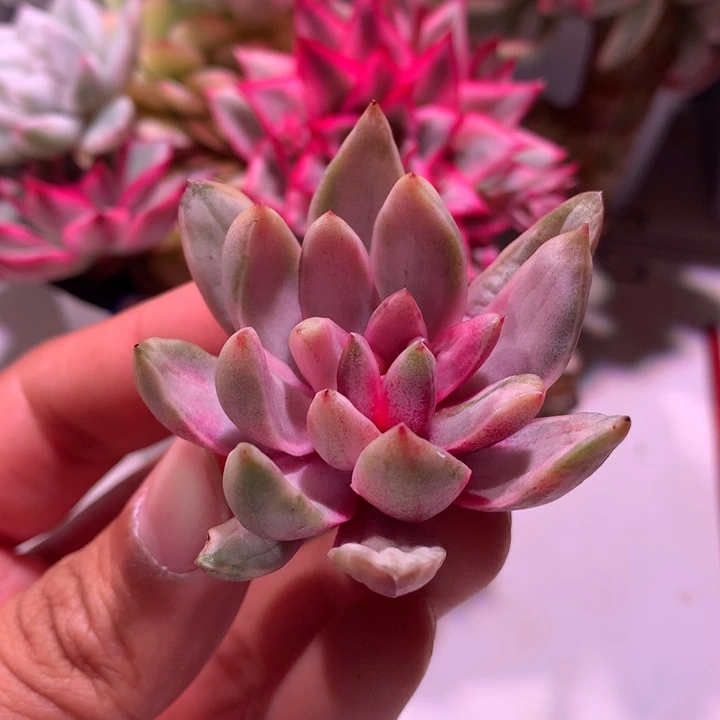 葡萄锦锦锦锦锦锦