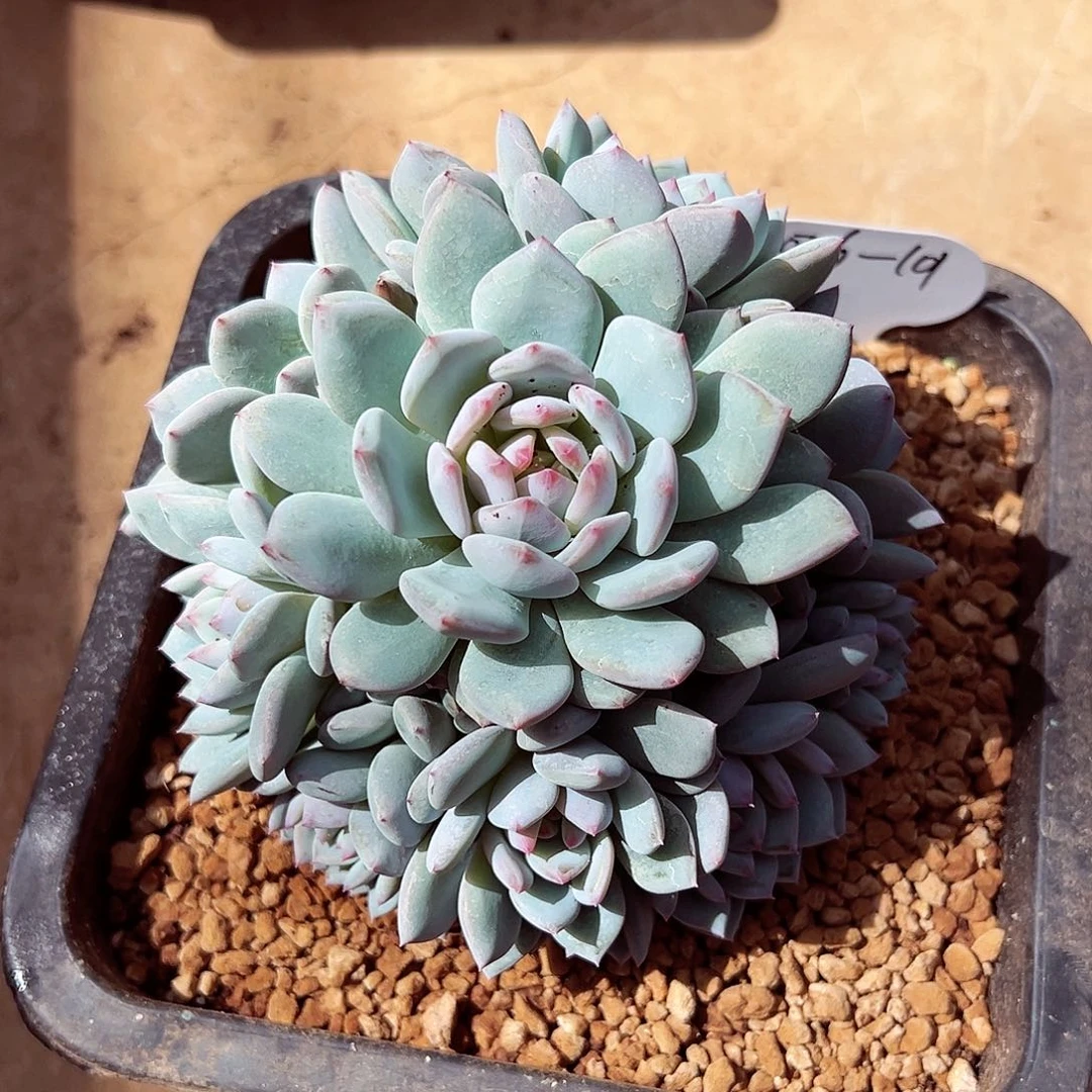 0706-101星星橙手捧