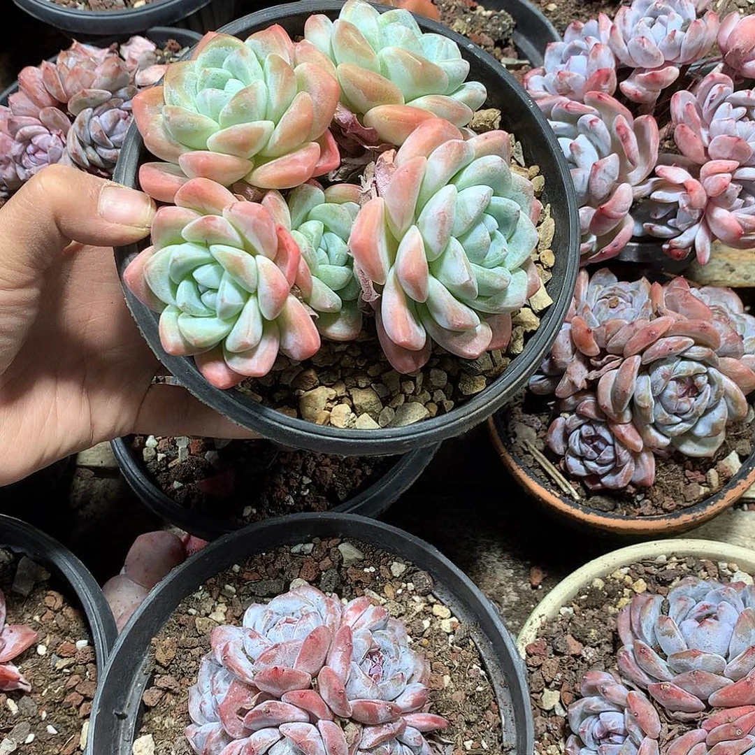 哈哈哈哈哈哈哈哈无砍