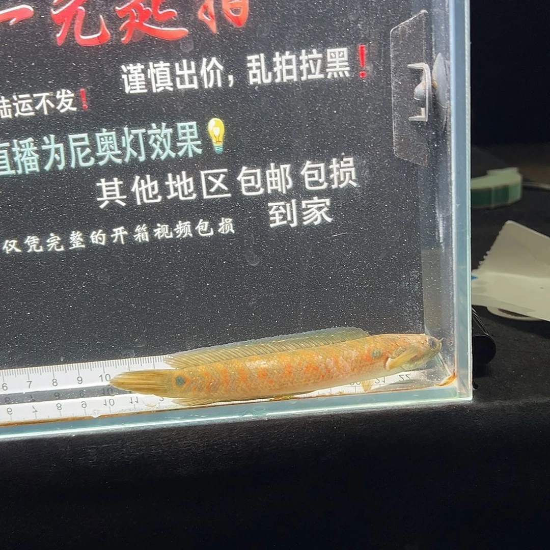 雷龙鱼七星雷龙七星雷龙