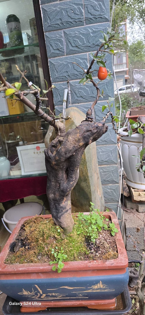 金弹子此图片仅供参考，直播间一物一拍截图为证