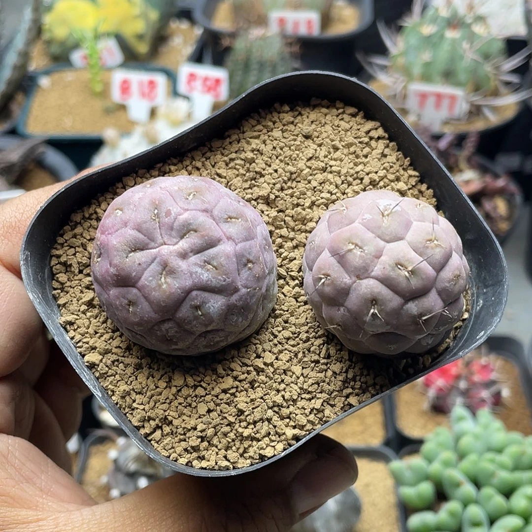 巨型紫皮习志野 2颗
