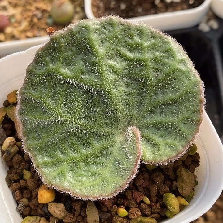 1043猪耳朵一颗。