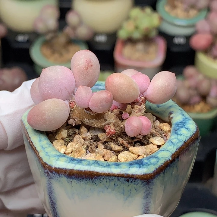 mini奶酪 6头带小脑袋 木质桩