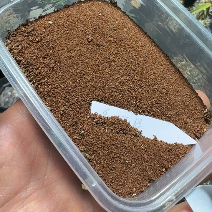 640毛汉尼1000粒种子一份