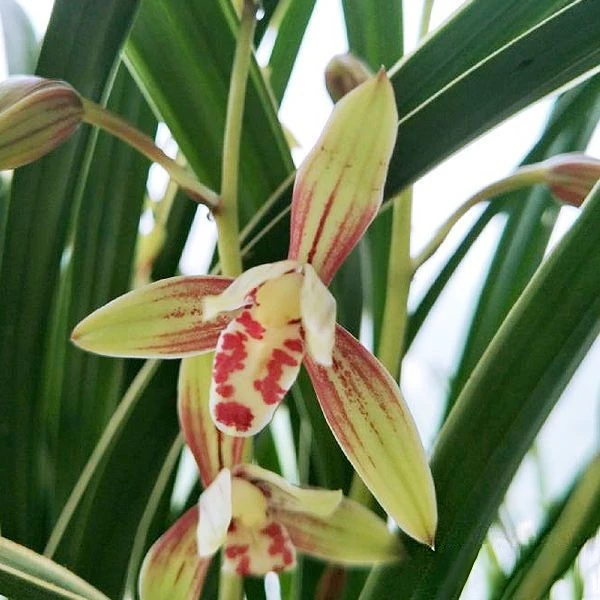 贵妃醉酒【5-6花起】四季兰办公室绿植兰花基地