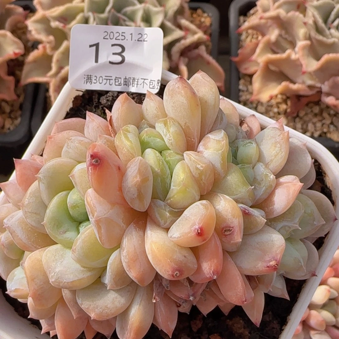 五头冰魄朵朵缀老桩一颗