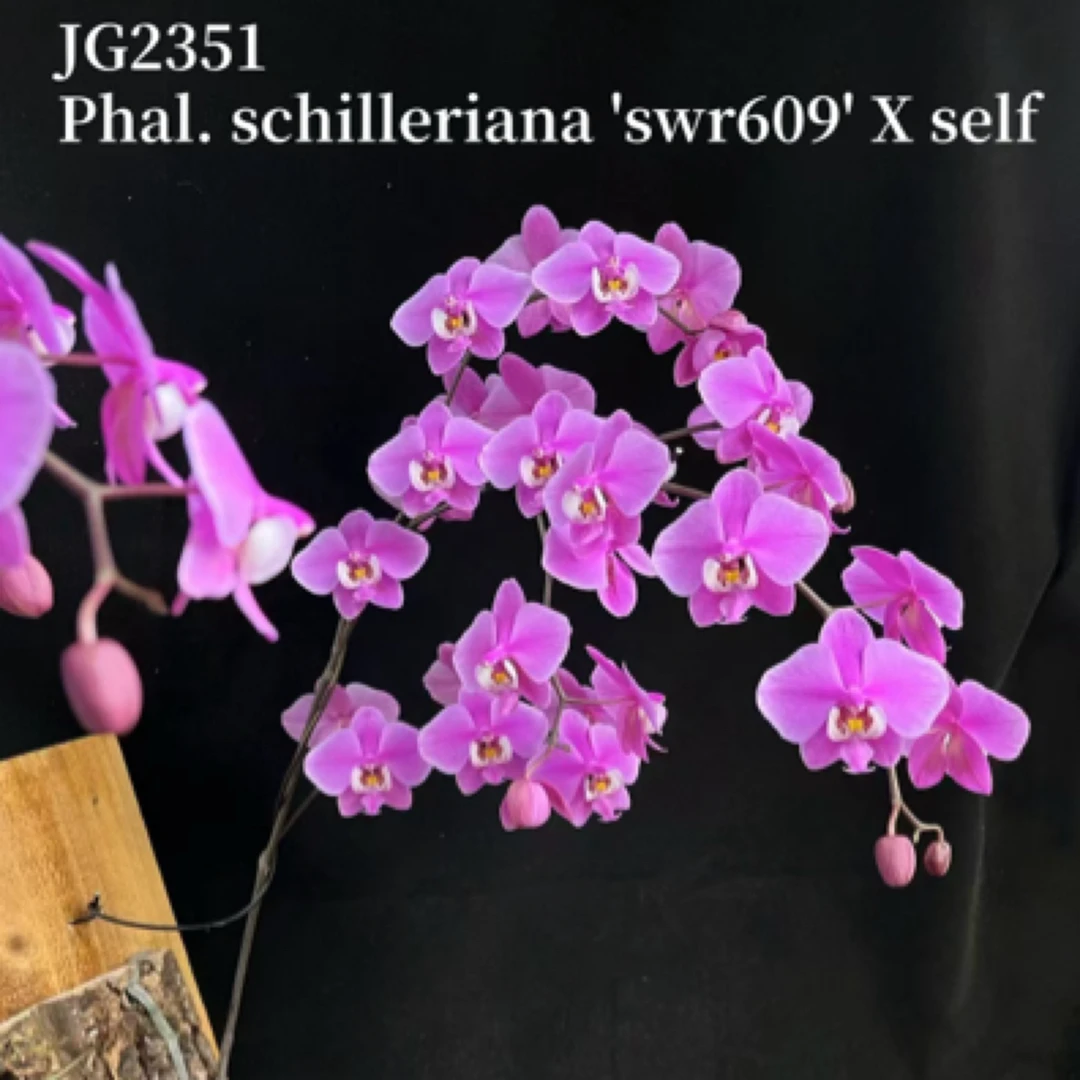 花农杰哥原生种直播专用链接蝴蝶兰西蕾丽 JG2351