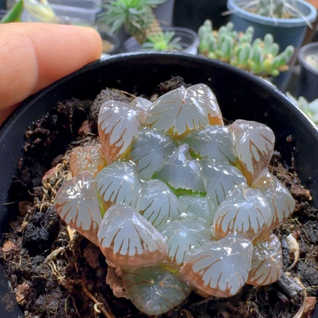 398冰灯玉露带盆发货