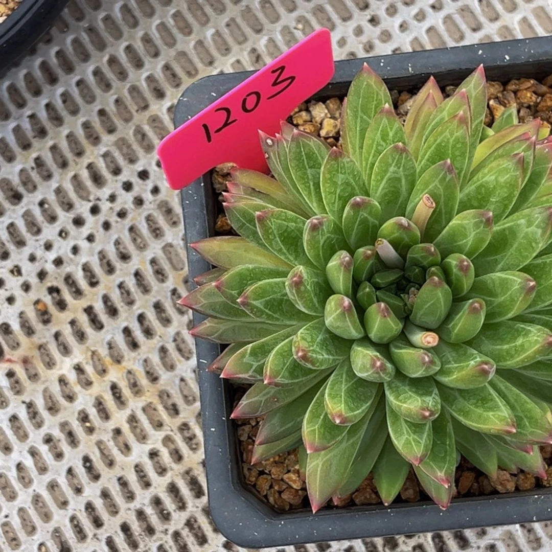 1203号上午多肉植物群生多肉植物