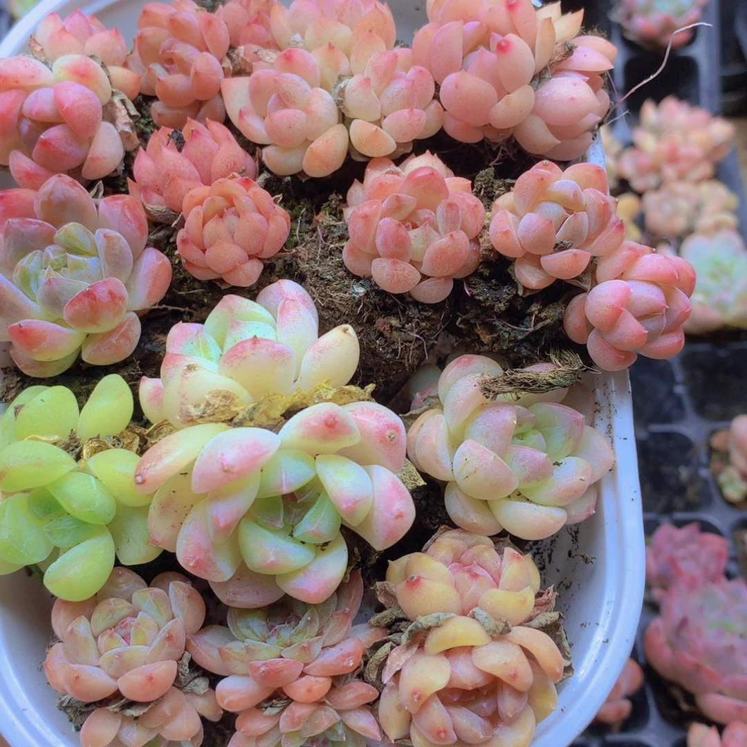 我要去看你了啊我010