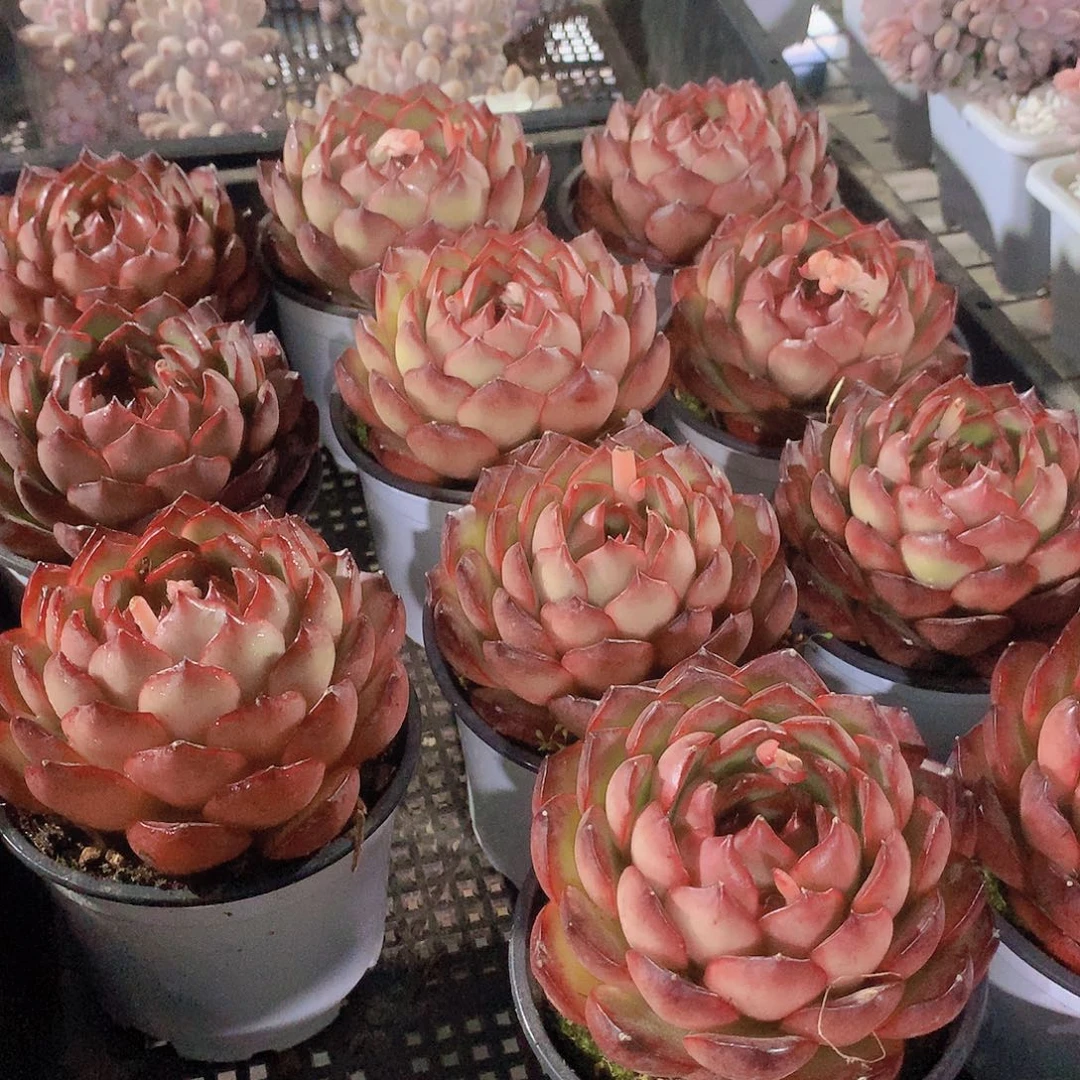 宝利安娜3457788990000