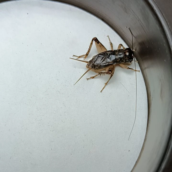 天津雷霆份房精品