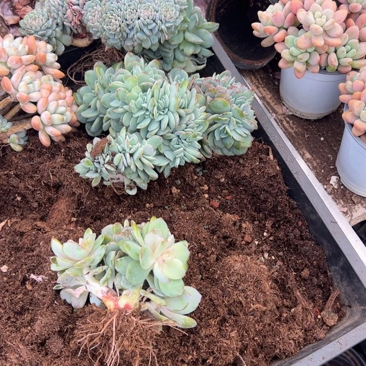 ℳ****云欣多肉植物白凤缀