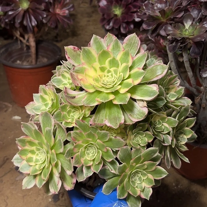 多肉植物法师海王14