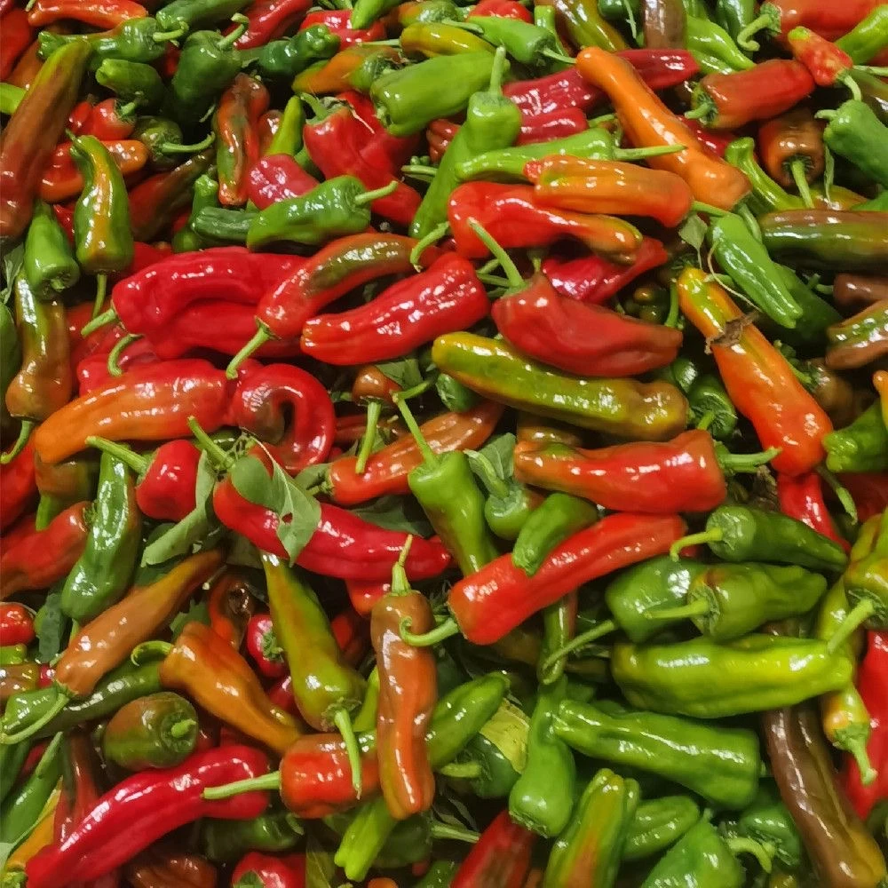 【现摘现发】新鲜彩椒花辣椒微辣农家辣椒产地直发皮薄肉厚