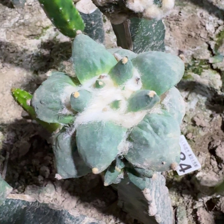 384怒涛牡丹仙人球