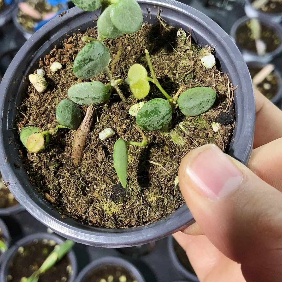 完全开放全银野葡60