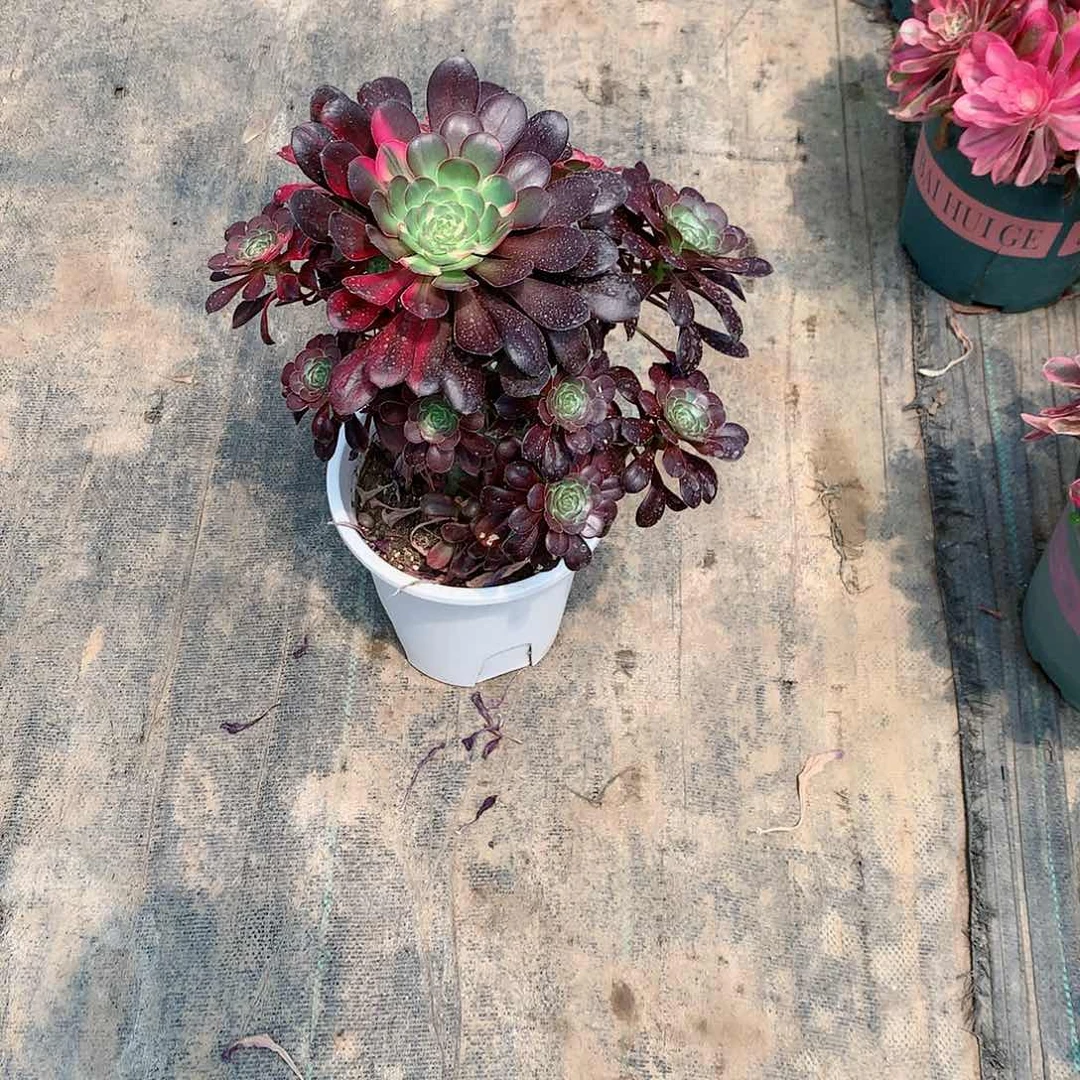 【闪购商品】流*花蝴蝶,多肉