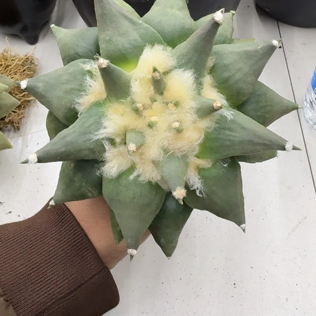 实生岩牡丹仙人球