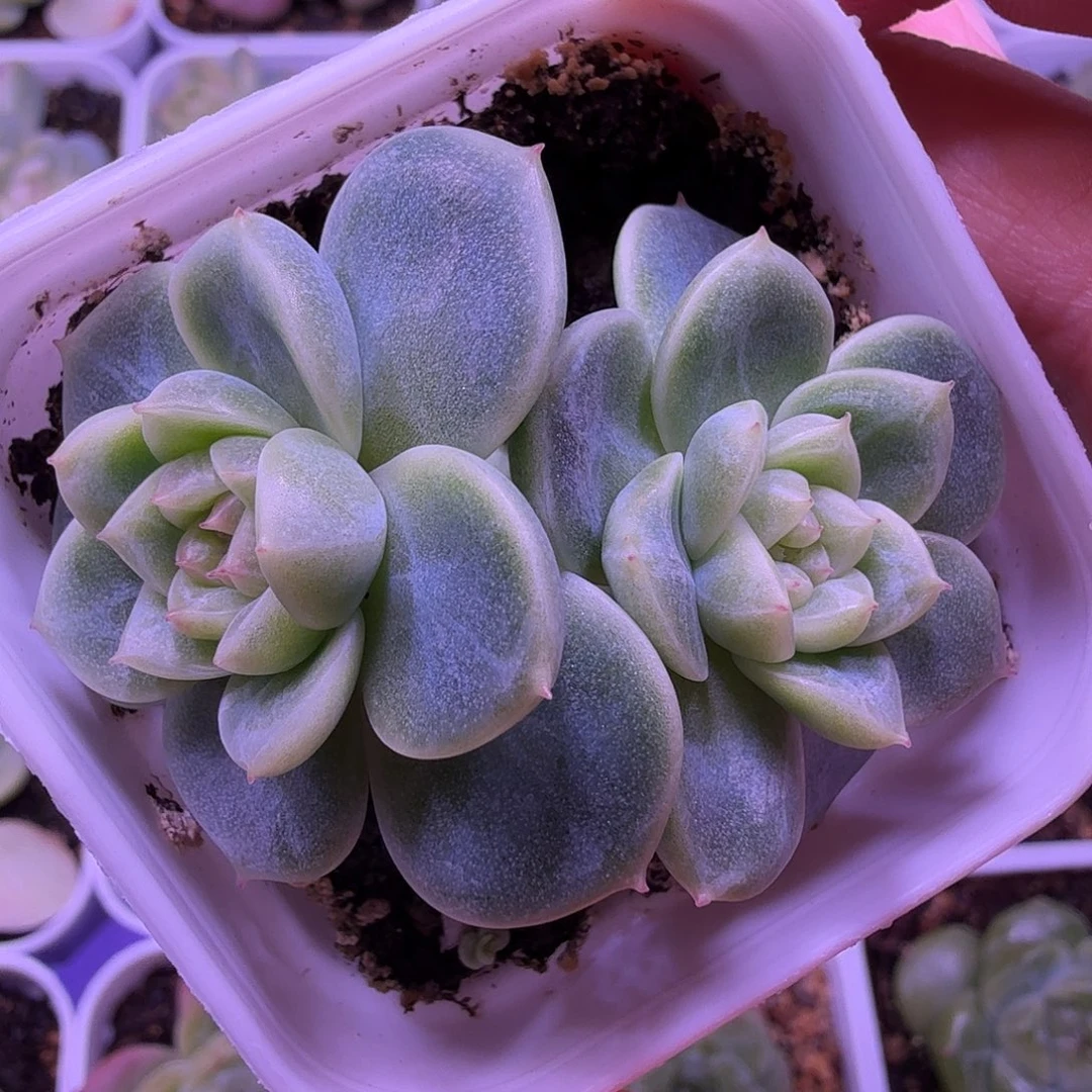 暴富财富密码一物一拍