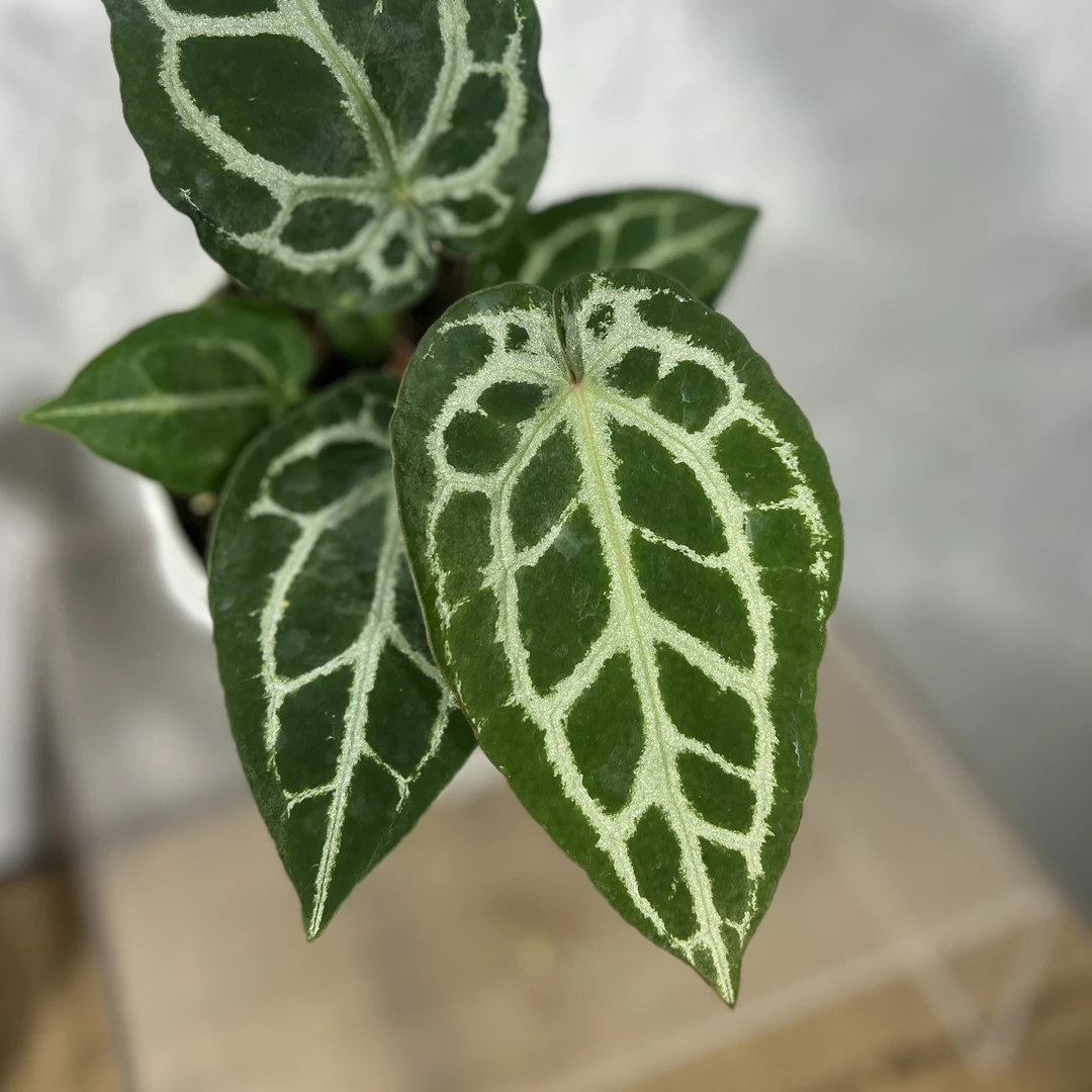 小钻石XSKG高端热植盆栽好养观叶绿植
