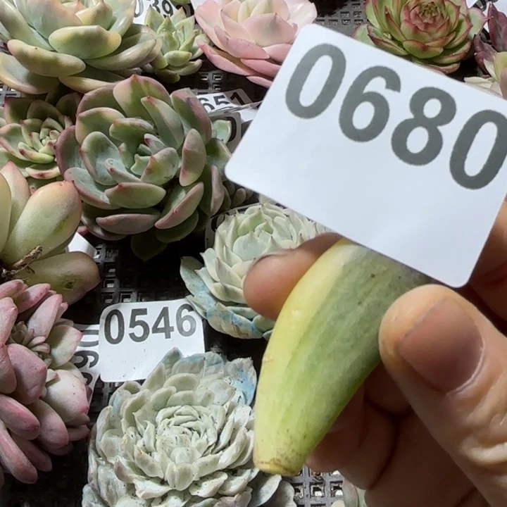 紫丽殿锦多肉植物18包邮当场凑单