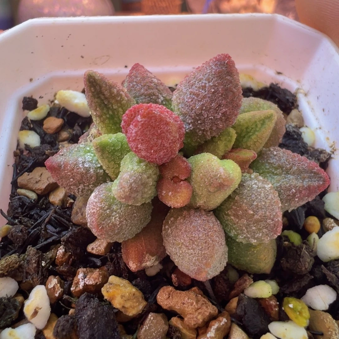 一物一拍，带盆发货