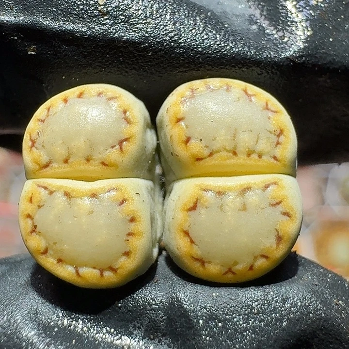 生石花111111。   261