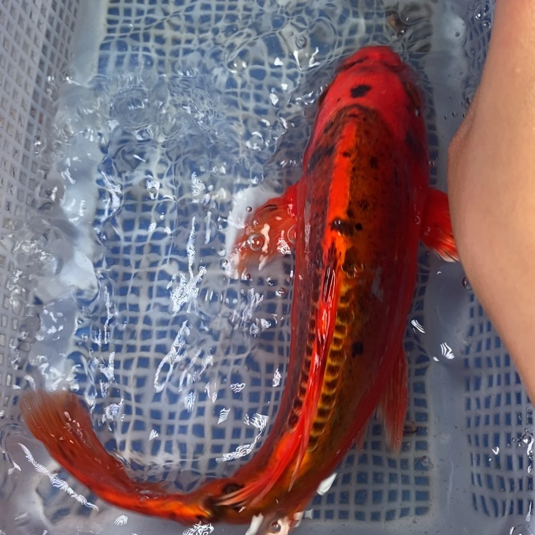 锦鲤冷水锦鲤包邮