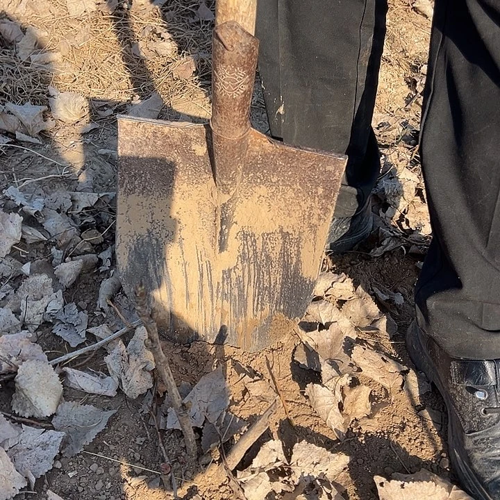 高***哥完全开放魏紫中颗