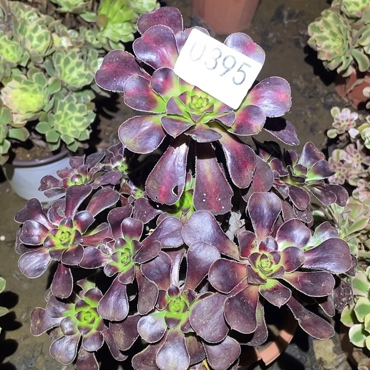 多肉植物断枝不包395晚霞