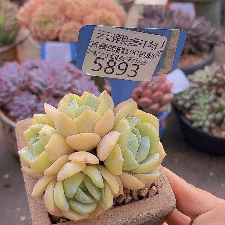5893劳林8cm。