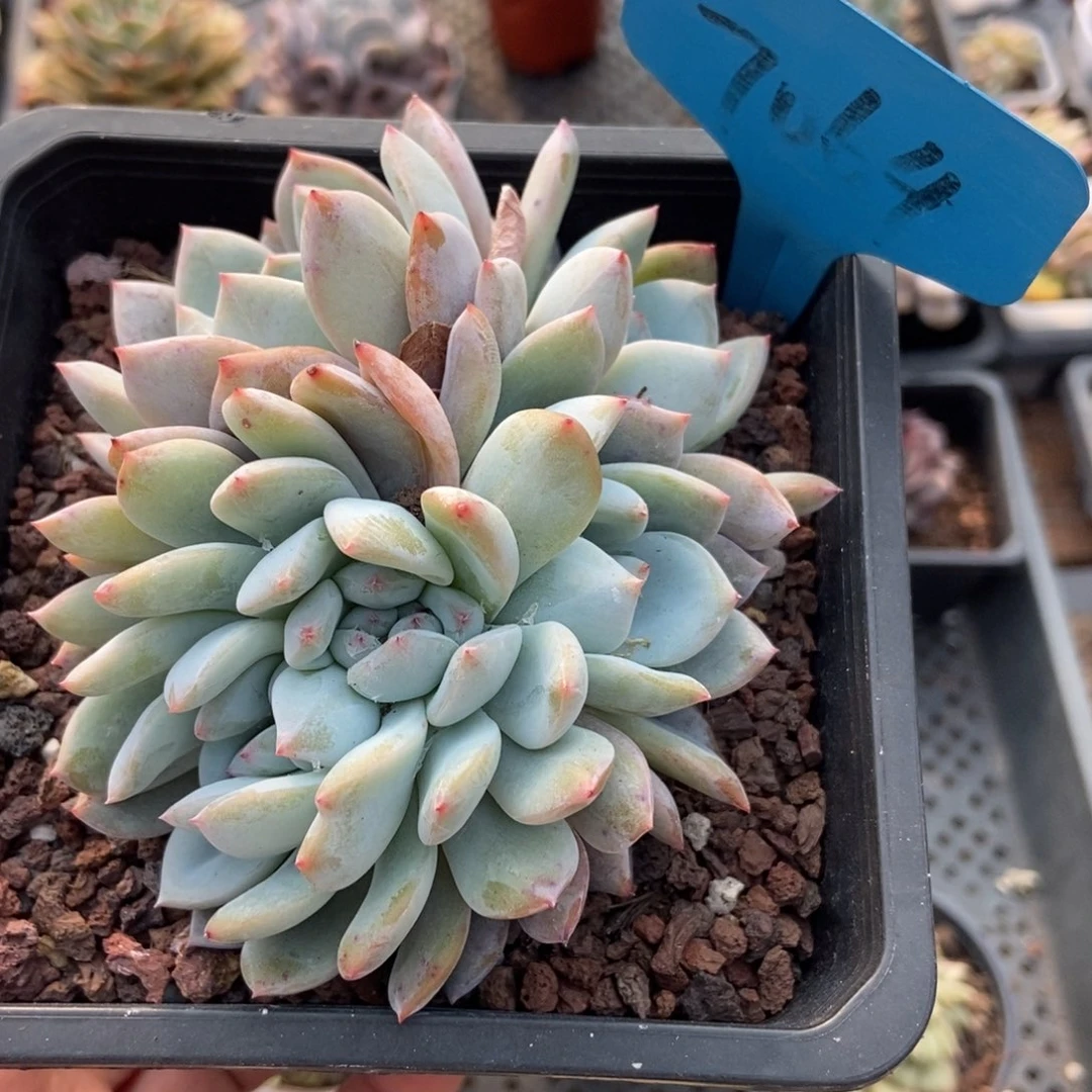 7064橙子多肉植物保护