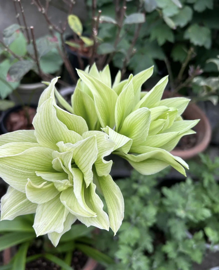 【双绿】六公分以上种球发货