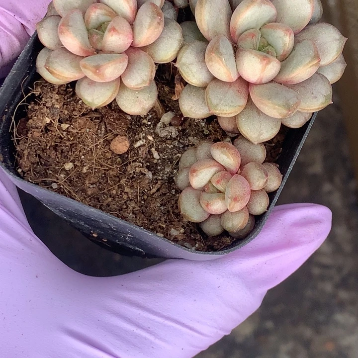 葡萄 双头 （满9.99包邮不满9.99发叶子）