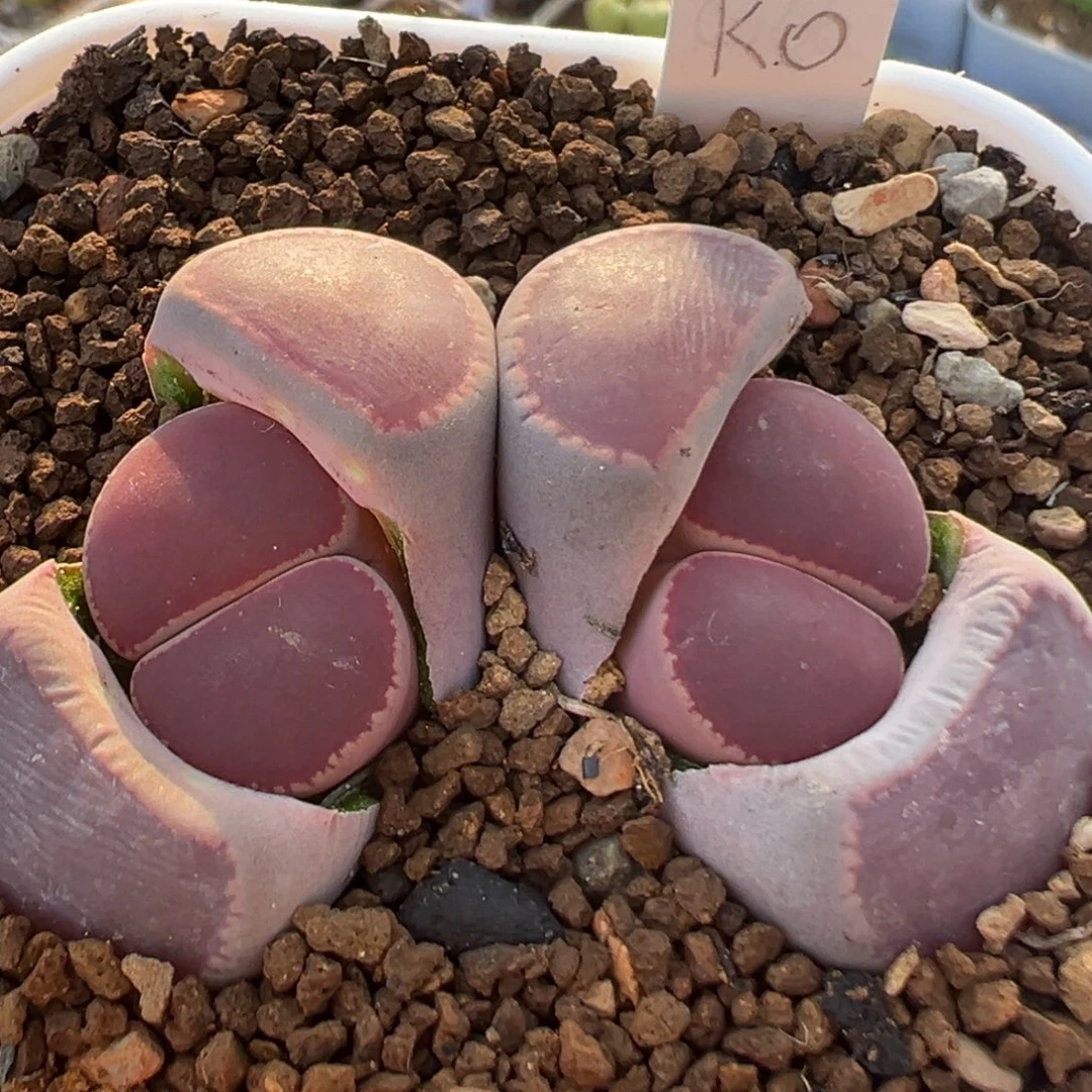 91多肉植物百科植物