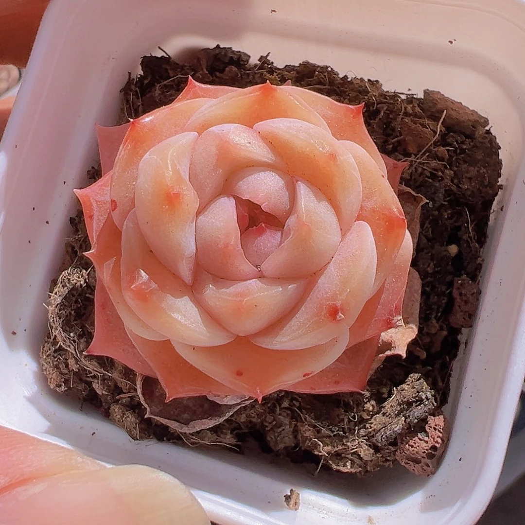 一物一拍30包邮6666