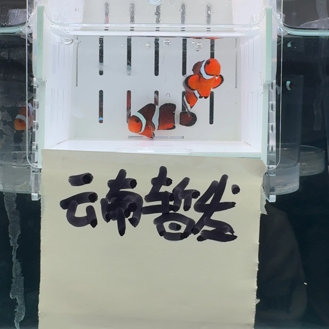 海水鱼4.5+配4.5黑边公子一对