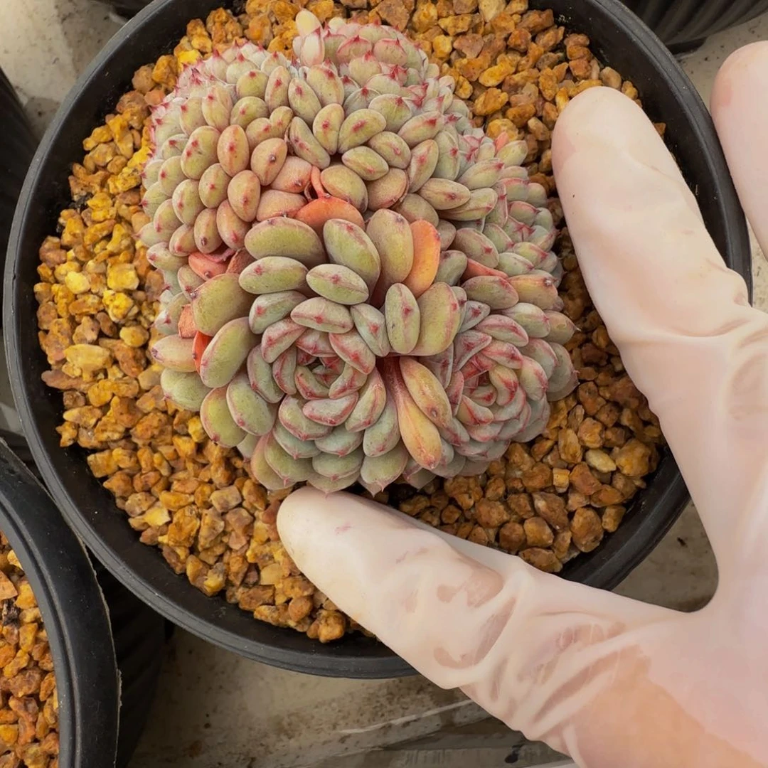 g g g g g g g g 25