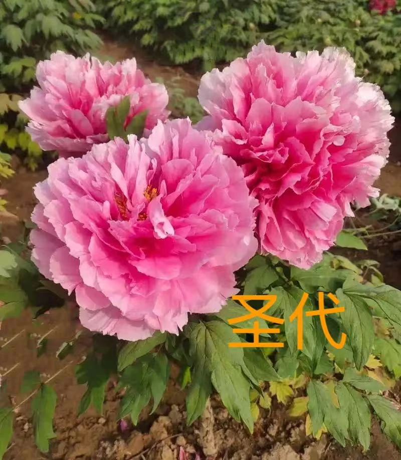 《圣代牡丹》国花正品牡丹-菏泽发货 秋季栽种带芽孢带根发