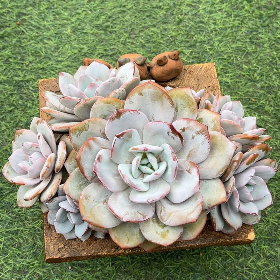 奶茶粗腿一物一拍