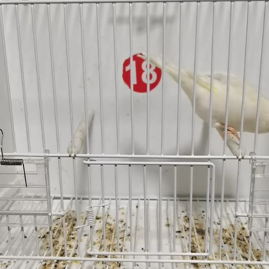 老***路虎皮鹦鹉白花诺维奇公一只