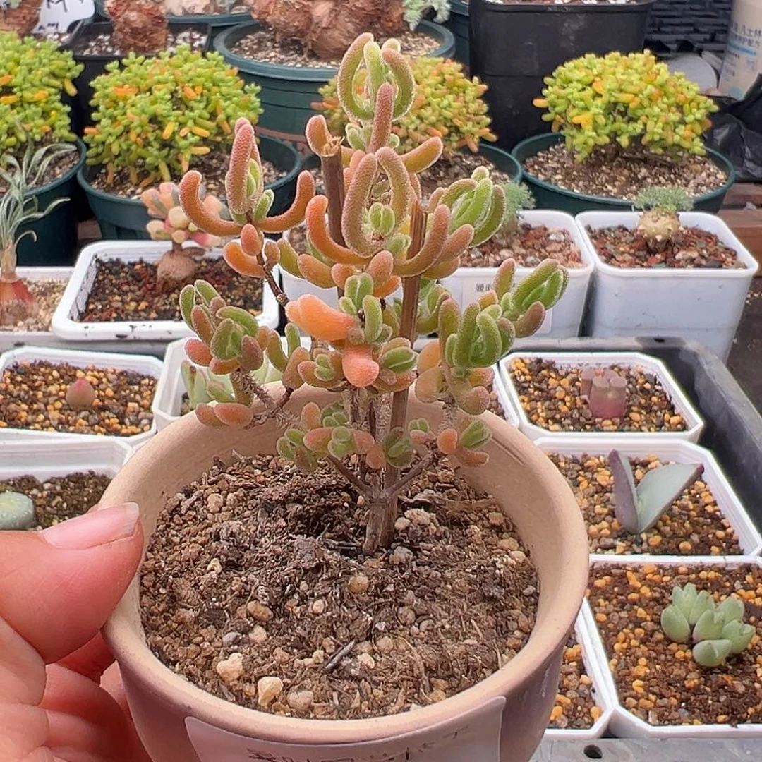 34号橙叶11.25多肉